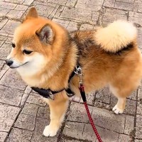 散歩中、突然威嚇しだした犬→視線の先を見てみると…絶対に勝てない『まさかの相手』が71万再生「鳴き声がポケモンｗｗｗ」「怒ってて可愛い」