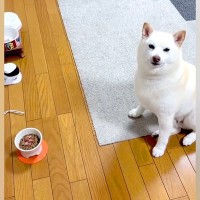 犬のご飯を用意して『よし』と声をかけた結果…想像以上に『バグってしまっている様子』に爆笑「めっちゃラグいのかもしれん」「スクショかとｗ」