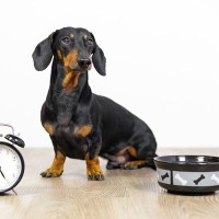 犬は人間のように『時間』の感覚があるの？どうやって判断しているの？生活リズムを整えるためにできることまで