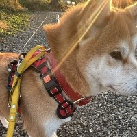 景色を眺める犬の足元を見てみたら、濡れたパイプに乗っていて…まさかの『可愛い努力』に9万いいね集まる「カッコよくて草」「足の指までｗ」
