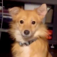 『元野犬』を飼った初日、怯えた顔をしていて…表情が全く違う『感動のビフォーアフター』に反響「素敵な笑顔」「可愛すぎ」「幸せパワー貰った」