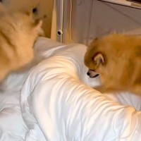 朝、ポメラニアンたちに『パパを起こして』とお願いした結果→絶対に目覚めてしまう『まさかの行動』が104万再生「天国やん」「幸せすぎる朝」