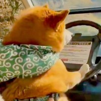 柴犬が運転する車で紅葉ドライブ→ハンドルを握る姿が…想定以上に『貫禄ある光景』が13万表示「ベテランドライバー感ｗ」「助手席に乗りたい」