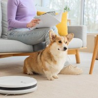 犬の『抜け毛』ロボット掃除機を使っても大丈夫？オススメなお掃除の手順や対策まで解説