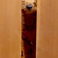 食中毒で寝ているパパ→犬が部屋に来て…心配して見せた『まさかの光景』に称賛「入ってきちゃうの感動」「パパ大丈夫？って声かけてるみたい」