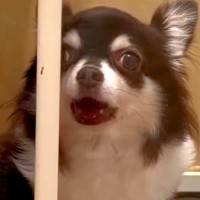 声帯を切られた『元繁殖犬』→100日以上も家族が決まらず…思わず涙があふれる『素敵な結末』に反響「泣けちゃう」「たくさん愛してもらって」