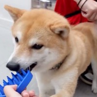 ブラシをおもちゃだと勘違いしている犬→ブラッシングの気持ち良さを知ったら…想像以上の至福の表情が28万再生「めっちゃウットリしてる」