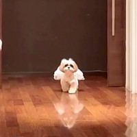 『ぶっつけ本番』でリングドッグをした犬→帰ってしまうかと思ったら…素敵すぎる『まさかの展開』に反響「幸せ空間」「頑張った」と6万再生