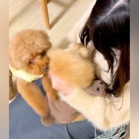 新婚旅行中、実家に預けていた犬→１週間ぶりに再会した結果…涙が出るほど尊い『お出迎えの光景』に反響「嬉しそう」「しっぽちぎれるｗ」