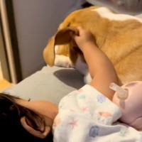 眠くなると犬の耳を触る赤ちゃん→まるで『本当の母親』のように寄り添って…あまりにも尊すぎる光景が43万再生「安心するんだ」「優しい」