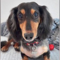 2度も飼育放棄された犬→数日に1度の食事しかもらえず…たくさんの愛情を注がれた『1年後の光景』に涙「号泣した」「本当に素敵な家族」と称賛