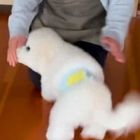 犬と一緒に実家に帰省→『大好きな叔母さん』を見た瞬間…『嬉しさが溢れ出した光景』が可愛すぎると35万再生「喜びの舞ｗ」「大好きだもんね」