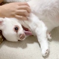 お姉ちゃんと遊びたい犬→途中で喧嘩になって…まさかの人間の子どものような行動が11万再生「家出（部屋出）ｗ」「こんな小学生いるよねｗ」