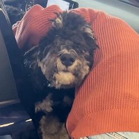 『１週間ぶりに帰国したら…』空港まで迎えに来た大型犬→再会した瞬間、甘えん坊な『おかえりなさい』に反響　子供のような行動に思わずほっこり