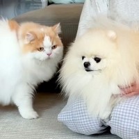 腰を痛めて『1週間の安静』が必要になった犬→心配した猫が、毎日…種族を超えた『絆』を感じる光景が14万再生「優しい」「心配だよね」