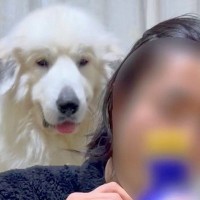ご飯を食べる男性→背後で『超大型犬』が…絶対に無視できない『とんでもない圧』をかける光景が80万再生「パンチしてて草」「愛が重すぎるｗ」