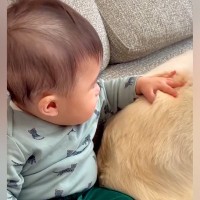 赤ちゃんと暮らしている２匹の犬→気づくといつも近くにいてくれて…可愛いが渋滞している『愛おしい距離感』に反響