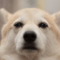 犬に絶対NGな『冬の食べ物』4選　誤食した場合の危険な症状や必ずすべき対策まで