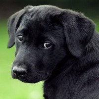 犬を『飼うのに向かない人』の特徴4選　愛犬を不幸にする飼い主の共通点や迎える前に知っておくべきことまで