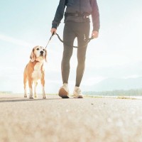 犬の『心を落ち着かせる』ためにすべき配慮5つ　飼い主が意識すべき思いやりや見直すべき生活習慣まで