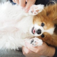犬にとって『スキンシップ』はどれくらい重要？飼い主との触れ合いから得られるメリットや適切な接し方まで