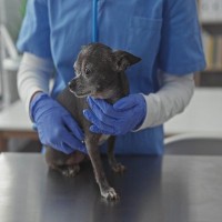 老犬に多い『8つの病気』シニア期に気をつけたい症状や早期発見のポイントとは？