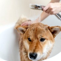 犬が『お湯』を嫌がる理由とは？水やお風呂が苦手なワケ、慣らすために飼い主ができることまでご紹介