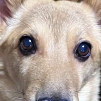 帰宅したお父さんに『間違えて吠えてしまった犬』→まるで人間のような『誤魔化し方』が可愛すぎると3万いいね「作り笑顔で草」「可愛いｗｗ」