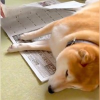 新聞を読むおばあちゃん→犬が邪魔をしていたので『読めないよ』と言った結果…可愛すぎる『気遣い』が99万再生「まだ邪魔で草」「お利口ｗ」