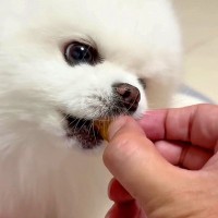 優しい性格の犬が『飼い主の手を噛んでしまった』結果…許さざるを得ない『謝り方』に悶絶「こんなのたまらない…」「上目遣いが可愛すぎる」