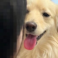 『絶対に自分だけ見ていて欲しい犬』VS『テレビや本を見たいママ』→勝てるわけがない尊い戦いが252万表示「物理的に見えんｗ」「可愛すぎ」