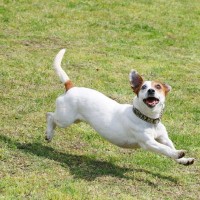 『わんぱくすぎる犬種』5選　やんちゃな性格のワンコにみられる共通点やおとなしくさせるしつけまで解説