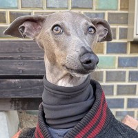 犬が寒そうだったので『人間の上着』を羽織らせた結果→まさかの『カッコ良すぎる姿』に2万いいね集まる「想像以上だったｗ」「オシャレ男子」