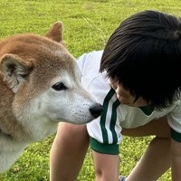 散歩中に用を足そうとした柴犬→女の子が近寄って…面白可愛い『まさかの光景』が42万表示「煽り散らかしてて草」「予想より近かったｗｗ」
