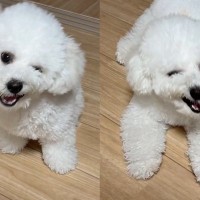 毎日『険しい表情』をする犬→心配で病院を受診したら…獣医師に告げられた『まさかの診断結果』に3万いいね「そんなことあるのｗ」「たけし犬」