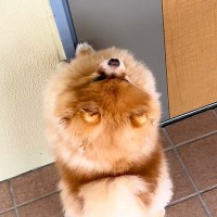 隣に住む80歳のおばあちゃん→『会いに行く？』と犬を誘った結果…まるで『推し活のような行動』が11万再生「不法侵入ｗ」「隣人になりたい」