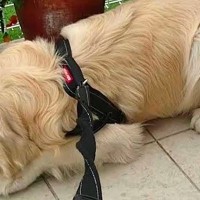 散歩に行くつもりの大型犬→『動物病院に行くこと』を伝えたら…子どものような『必死の抵抗』に反響「表情が可愛くて笑ったｗ」「微笑ましい」