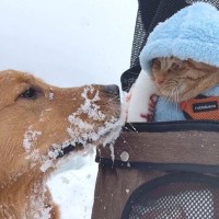 大型犬と猫を『雪国のドッグラン』に連れて行った結果…まさかの『温度差が激しい光景』が10万再生「雪玉すごっｗ」「犬は喜び庭駆け回り…」
