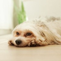 犬の元気がないときの『絶対NG行為』3つ　飼い主がしがちな間違った行動や適切な接し方とは？