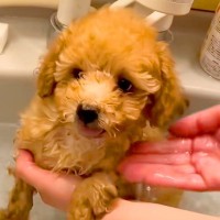 『からあげみたいな色』の赤ちゃん犬→大きくなった結果…どう見ても別犬な『衝撃の成長記録』に反響「ツートン可愛すぎ」「2度美味しい」
