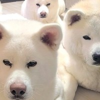 おやつを待つ4頭の秋田犬に『伏せ』をさせた結果→にじり寄ってきて…半端じゃない『圧』が9万表示「目が真剣で可愛い」「ほふく前進ｗｗ」