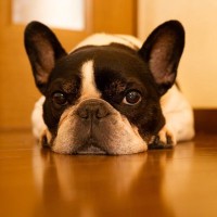 犬の命に関わる『危険な寒さ対策』５選　事故やケガを引き起こすことも…適切な防寒策まで