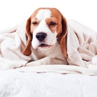 犬が『発熱』しているときのサイン５選　体調不良の見分け方や考えられる病気まで