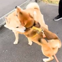 お散歩中に『大好きなワンコ』に遭遇した犬→愛情が大爆発してしまった結果…尊すぎる行動が36万再生「柴距離とはｗ」「好きでたまらない」