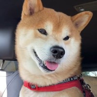 お出かけ帰りの車内でニコニコの犬→『帰ったらお風呂だよ』と伝えた瞬間…わかりやすすぎる『表情の変化』が36万再生「顔がガチｗｗ」と爆笑