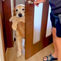 食事のため外出→1時間だけ『大型犬にお留守番してもらった』結果…可愛すぎる『寂しかったアピール』が15万再生「喜び凄い」「羨ましい」