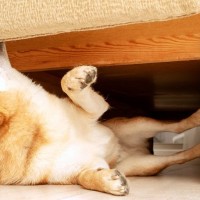 犬が『クレーム』を言ってるときにみせる行動５選　どんな鳴き方をするの？愛犬の気持ちを汲み取るコツまで