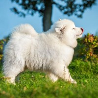 『ぬいぐるみ』みたいな犬種５選　ふわふわなワンコの魅力やお世話の注意点まで解説