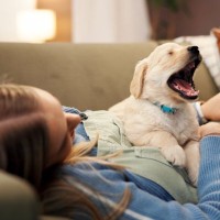 犬が人に『添い寝する位置』で分かる心理５選　なぜ一緒に寝たがるの？飼い主が気をつけるべきことまで