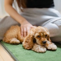 犬が『いじけている』ときにみせるサイン５選　ふてくされる原因やご機嫌にするためにできることまで